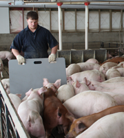 Pig Sorter